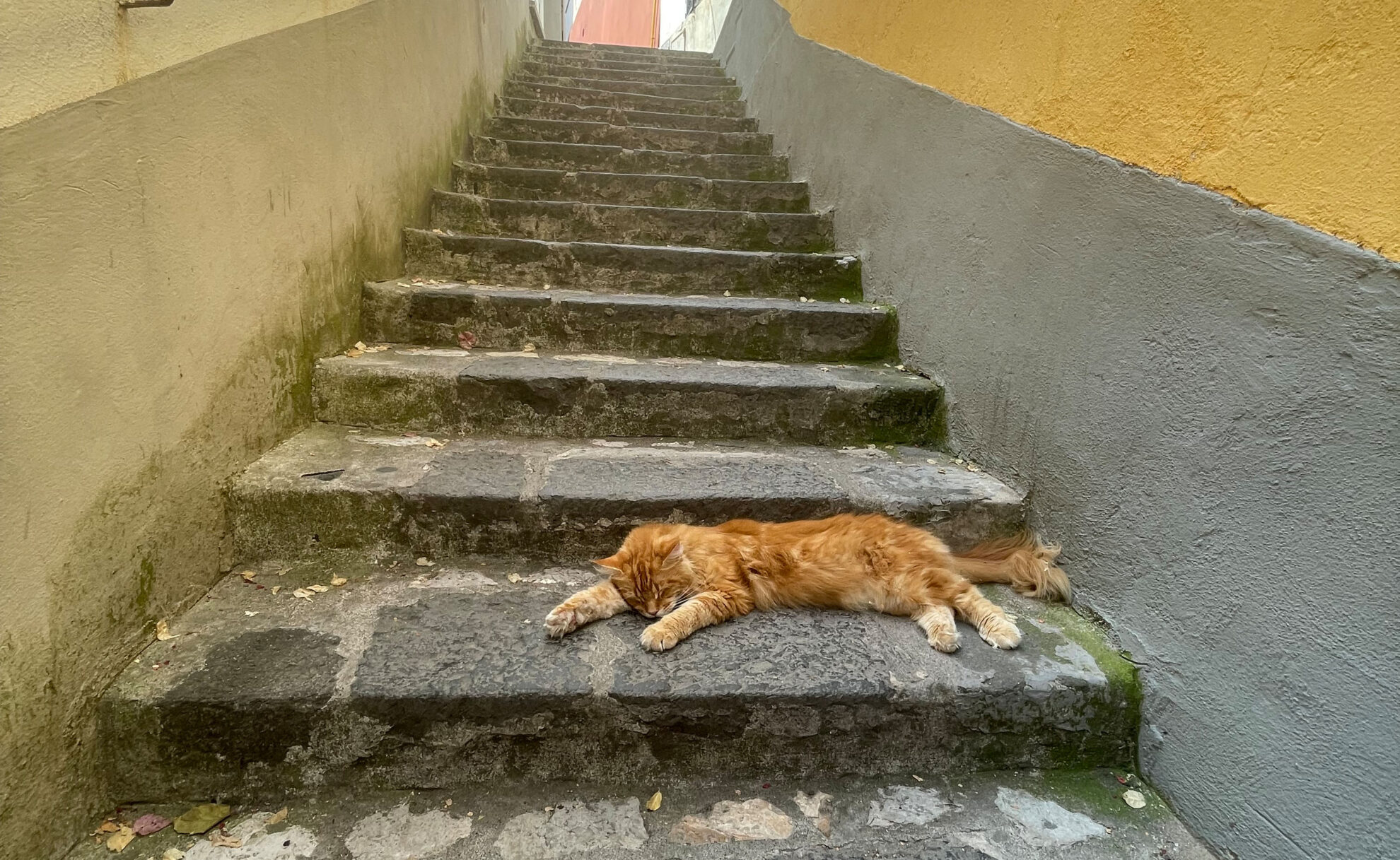 Eine Katze die auf der Treppe liegt und sich von der Wärme erholt