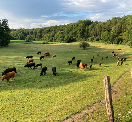 schöne Landschaft aus Osnabrück