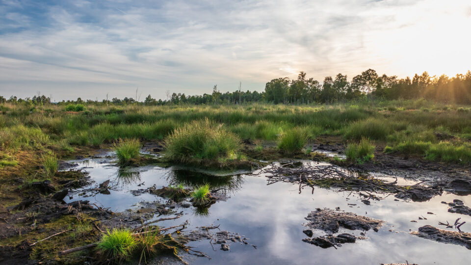 Ein Moor in Ostdeutschland