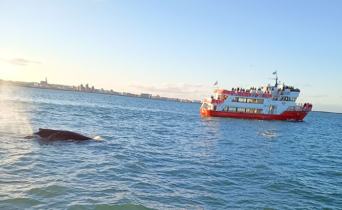 Gegen Ende der Tour tauchte ein Buckelwal wenige Meter neben dem Schiff auf, ein unbeschreiblicher Moment.