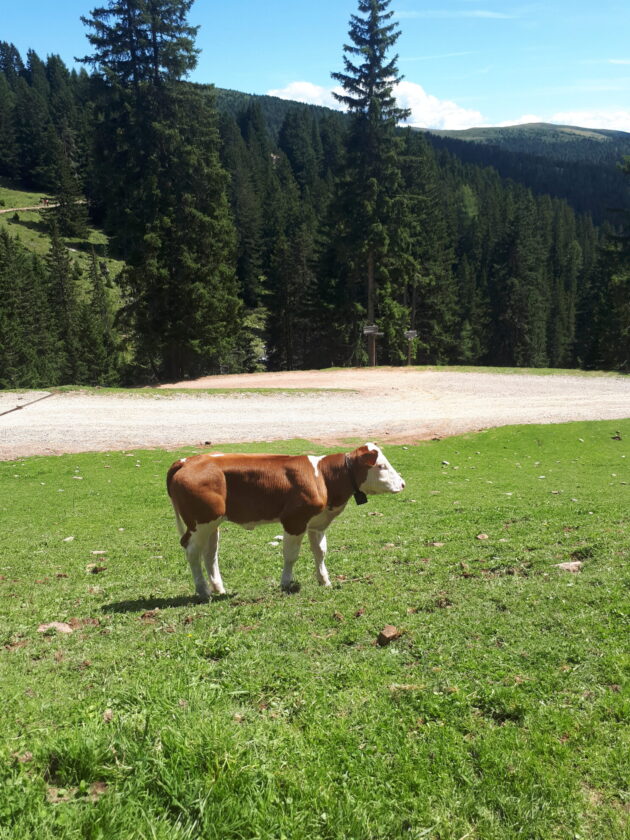 Eine Kuh steht auf einer grünen Wiese, umgeben von hohen, grünen Bäumen. Im Hintergrund sind Berge sichtbar, und der Himmel ist blau mit wenigen Wolken. Die Kuh hat ein braunes und weißes Fell und trägt ein Halsband. Auf dem Boden liegen einige Steine und der Boden ist mit Gras bedeckt.