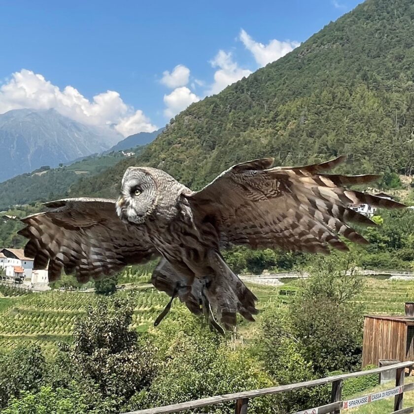 Eine Eule mit ausgebreiteten Flügeln fliegt über eine grüne Landschaft. Im Hintergrund sind Berge und ein blauer Himmel mit Wolken sichtbar. Die Eule hat ein graues Gefieder und große, leuchtende Augen.