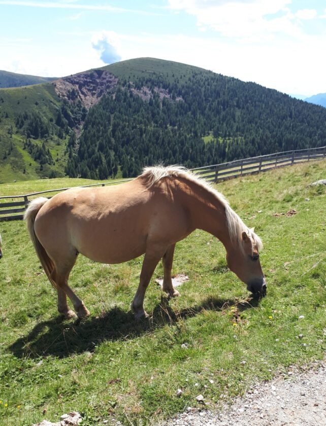 Ein Pferd grast auf einer grünen Wiese mit einem bewaldeten Hügel im Hintergrund. Der Himmel ist blau mit einigen Wolken.