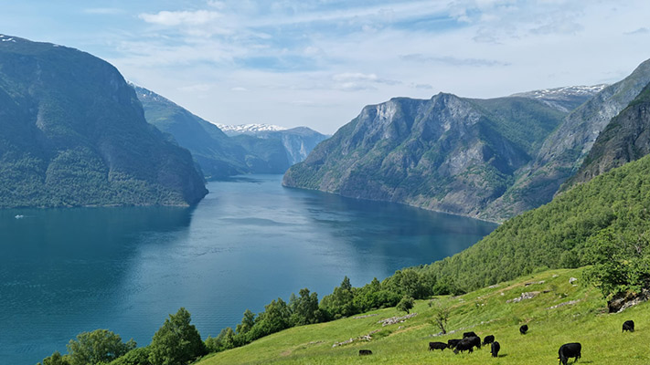 Eine atemberaubende Landschaft mit einem Fjord, umgeben von hohen Bergen und üppigen grünen Wiesen. Kühe grasen im Vordergrund, während das ruhige Wasser des Fjords in der Ferne schimmert. Die Berge sind teils bewaldet und teils schneebedeckt, und der Himmel ist klar mit einigen Wolken.