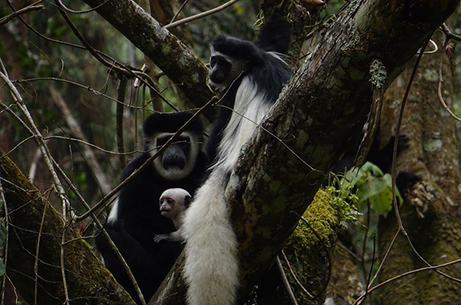 Drei Affen sitzen auf einem Baum. Ein schwarzer Affe mit einem langen weißen Schwanz hält ein junges, helles Baby, während ein anderer schwarzer Affe in der Nähe sitzt. Der Baum ist von dichten Ästen umgeben und die Umgebung wirkt grün und naturbelassen.