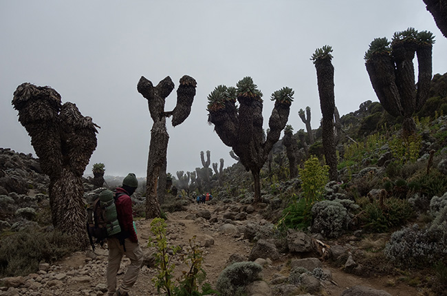 Ein Wanderer mit Rucksack geht auf einem steinigen Pfad durch eine neblige Landschaft mit hohen, seltsamen Pflanzen, die wie Bäume aussehen. Im Hintergrund sind weitere Wanderer sichtbar, die den Weg entlang gehen. Die Umgebung ist grün und bewachsen, mit verschiedenen Pflanzenarten, die den Weg säumen.