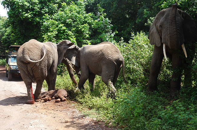 Eine Gruppe von Elefanten steht auf einem schmalen Weg, umgeben von dichtem Grün. Zwei Elefanten sind in der Mitte sichtbar, während ein dritter Elefant auf der rechten Seite steht. Auf dem Boden liegt ein kleiner Elefant, der sich ausruht oder schläft. Im Hintergrund ist ein Fahrzeug sichtbar, das auf dem Weg steht.