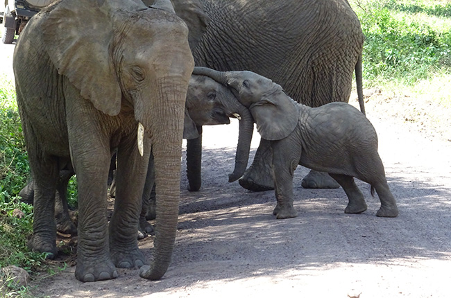 Eine Gruppe von Elefanten auf einem Weg. Ein junger Elefant berührt mit seinem Rüssel den Kopf eines älteren Elefanten. Im Hintergrund sind weitere Elefanten zu sehen, die sich in einer grünen Umgebung befinden.