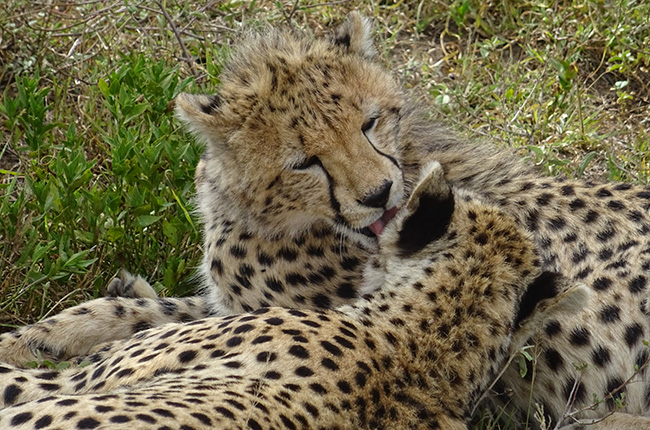 Zwei Geparden liegen auf dem Boden, umgeben von grünem Gras. Der Gepard im Vordergrund leckt den Kopf des anderen Gepards, der sich ihm zuwendet. Beide Tiere haben ein geflecktes Fell, das charakteristisch für Geparden ist.