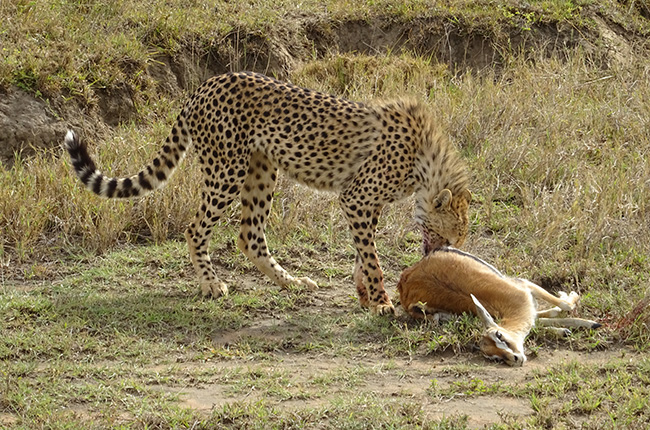 Ein Gepard steht über einem erlegten Antilopenkörper und frisst daran. Der Gepard hat ein geflecktes Fell und ist in einer typischen Jagdhaltung positioniert. Die Umgebung besteht aus trockenem Gras und Erdboden.