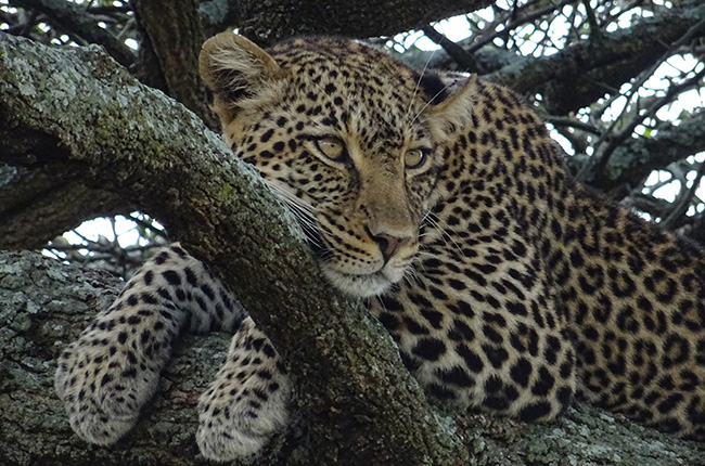 Ein Leopard liegt entspannt auf einem Baumstamm. Sein geflecktes Fell ist deutlich sichtbar, und er schaut aufmerksam in die Umgebung. Die Äste des Baumes sind grün und rau. Der Leopard hat seine Vorderpfoten über den Ast gelegt und scheint sich auszuruhen.