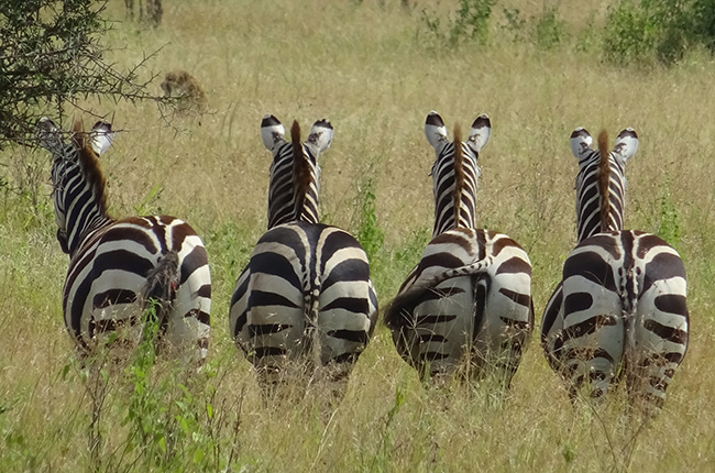 Vier Zebras stehen in einer grünen Wiese und zeigen ihre Hinterteile. Die Zebras haben schwarz-weiße Streifen und ihre Ohren sind aufrecht. Im Hintergrund sind einige Büsche und hohes Gras sichtbar.