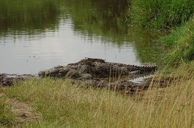 Ein Krokodil liegt am Ufer eines ruhigen Gewässers, umgeben von hohem Gras und Sträuchern. Das Wasser spiegelt die Umgebung wider, während das Krokodil teilweise im Wasser und teilweise auf dem Land liegt.