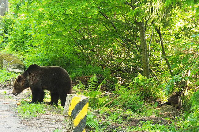 Ein Braunbär am Wegesrand