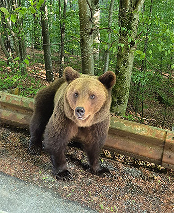 Ein Braunbär