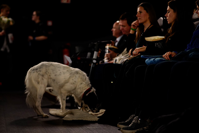 Ein Hund mit weißen und schwarzen Flecken steht auf dem Boden in einem dunklen Raum. Rechts sitzen mehrere Personen in einer Reihe, einige halten Snacks oder Getränke. Der Hund schnüffelt an einem Gegenstand auf dem Boden.