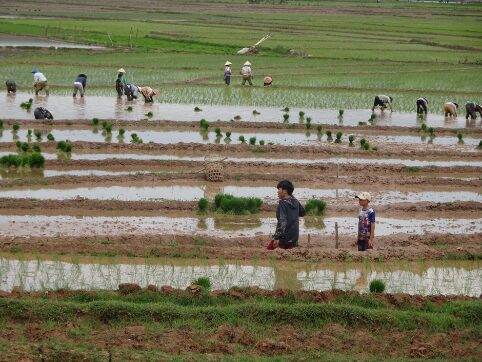 Auf dem Bild sieht man Reisbauern, die in einem feuchten Reisfeld arbeiten. Mehrere Personen sind im Hintergrund zu sehen, die Reihen von jungen Reispflanzen setzen. Im Vordergrund stehen ein Erwachsener und ein Kind, die im Wasser stehen. Das Feld ist in verschiedene Abschnitte unterteilt, und die Umgebung ist grün mit Wasser und fruchtbarem Boden.