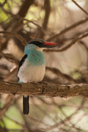 Ein Vogel mit leuchtend blauen Federn und einem langen roten Schnabel sitzt auf einem Ast. Die Umgebung ist grün und verwachsen, mit unscharfen Ästen im Hintergrund.