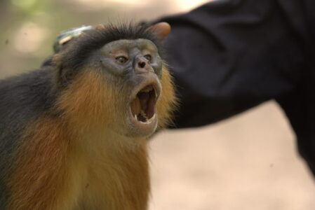 Ein unscharfes Bild eines Tieres, das einen langen, pelzigen Schwanz hat. Eine Hand eines Menschen berührt sanft das Tier. Der Hintergrund ist unscharf.