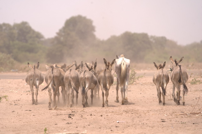Eine Gruppe von zehn Eseln und einem Pferd läuft in einer staubigen Umgebung, mit Bäumen im Hintergrund. Die Tiere sind von hinten zu sehen.