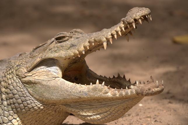 Ein Krokodil mit weit geöffnetem Maul, das seine scharfen Zähne zeigt. Die Haut ist grünlich-grau mit einer strukturierten Oberfläche. Der Hintergrund ist unscharf und zeigt einen sandigen Boden.