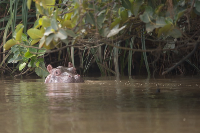 Ein Nilpferd taucht aus dem Wasser auf. Es ist teilweise unter Wasser, mit nur dem Kopf sichtbar, umgeben von grünen Pflanzen und Gräsern. Die Wasseroberfläche ist ruhig.