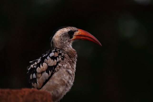 Ein Vogel mit einem auffälligen, langen, orangefarbenen Schnabel sitzt auf einem Ast. Sein Gefieder ist grau-braun mit weißen und schwarzen Flecken. Der Hintergrund ist unscharf und zeigt dunkle, verschwommene Farben.