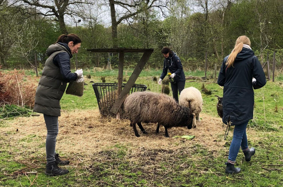 Drei Personen füttern Schafe auf einer Wiese. Eine Frau trägt eine graue Weste und hält ein Futterbeutel. Eine weitere Person in dunkler Kleidung füttert mit einer gelben Hand. Im Hintergrund sind grüne Bäume und ein Weidezaun zu sehen.