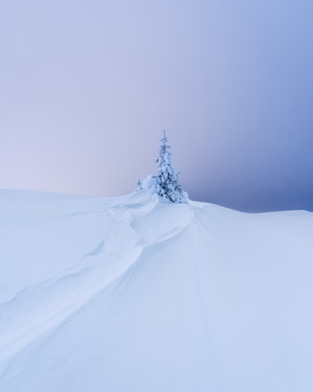 Ein einzelner Baum steht auf einem schneebedeckten Hügel, umgeben von frischem, unberührtem Schnee. Die Landschaft hat einen sanften Farbverlauf in Blau und Violett am Himmel. Die Schneedecke zeigt deutliche Spuren, die auf einen Fußweg hinweisen, der zum Baum führt.