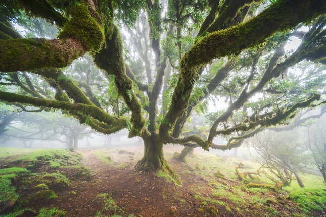 Ein großer Baum mit weit ausladenden, moosbedeckten Ästen steht in einer nebligen Landschaft. Der Boden ist mit grünem Moos bedeckt und die Umgebung ist ruhig und mystisch. Die Äste des Baumes sind dicht und verleihen der Szene eine geheimnisvolle Atmosphäre.