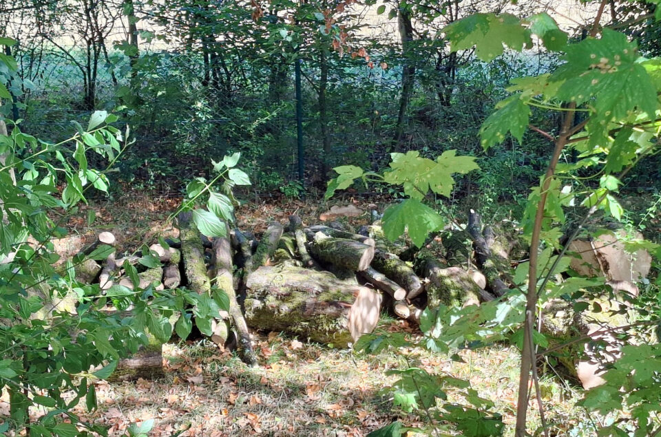 Ein Haufen von Baumstämmen, teilweise mit Moos bedeckt, liegt im Wald. Umgeben von grünen Blättern und Bäumen, ist der Boden mit trockenen Blättern bedeckt.