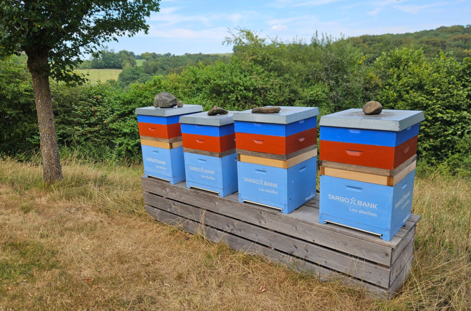 Drei Bienenstöcke stehen auf einer Holzplattform in einer ländlichen Umgebung. Die Bienenstöcke sind in unterschiedlichen Farben gestrichen, darunter Blau, Rot und Holzfarbe. Auf den Dächern der Bienenstöcke liegen Steine. Im Hintergrund sind Bäume und eine grüne Wiese sichtbar, unter einem klaren Himmel.