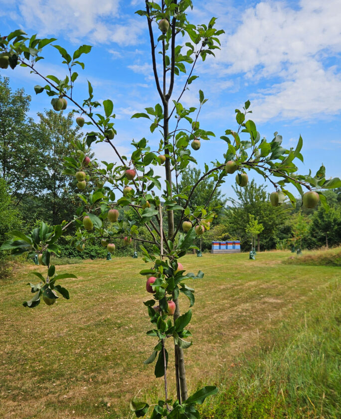 Ein kleiner Apfelbaum mit Äpfeln in verschiedenen Farben, einschließlich grün und rot, steht auf einer Wiese. Im Hintergrund sind einige Bäume und ein blauer Himmel mit Wolken sichtbar.