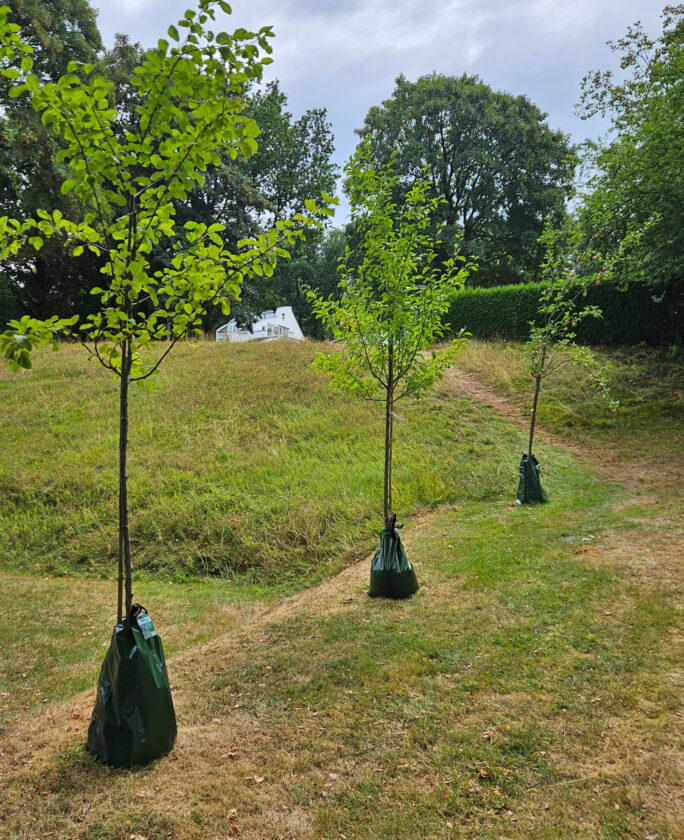 Drei junge Bäume mit grünen Blättern stehen in einer Wiese. Jeder Baum hat eine schwarze Plastiktüte um den Stamm, um ihn zu schützen. Im Hintergrund ist ein weißes Haus und eine Hecke sichtbar. Der Himmel ist bewölkt.