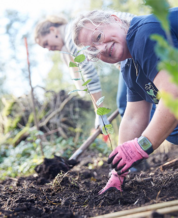 Eine Frau mit Brille und rosa Handschuhen pflanzt einen kleinen Baum in den Boden. Im Hintergrund arbeitet eine andere Person im Garten. Die Umgebung ist grün und sonnig.