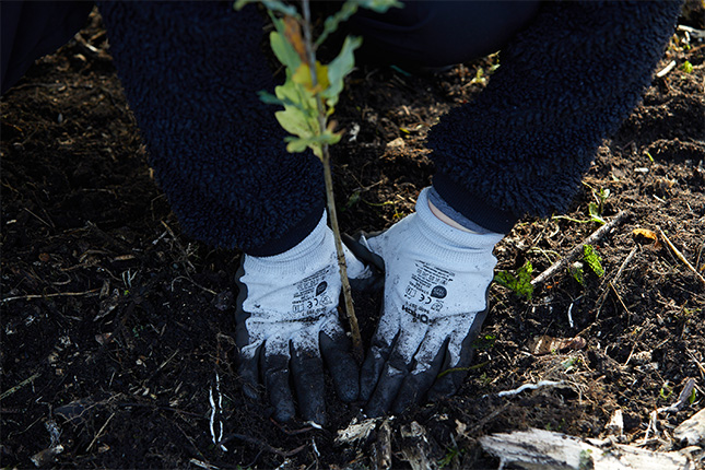 Eine Person mit dunkler, flauschiger Kleidung pflanzt einen kleinen Baum. Ihre Hände, die graue Handschuhe tragen, sind im Boden eingegraben. Der Boden ist dunkel und locker, umgeben von geschnittenem Gras und kleinen Pflanzen.