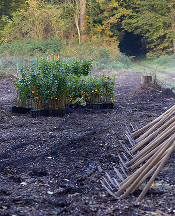Eine landwirtschaftliche Fläche mit mehreren jungen Pflanzen in Töpfen, die in einer Reihe auf dem Boden stehen. Im Vordergrund sind einige Gartenwerkzeuge, darunter Rechen, die ordentlich auf dem Boden liegen. Im Hintergrund sieht man einen bewaldeten Bereich mit Bäumen und einem dunklen Tunnel, der in den Wald führt.