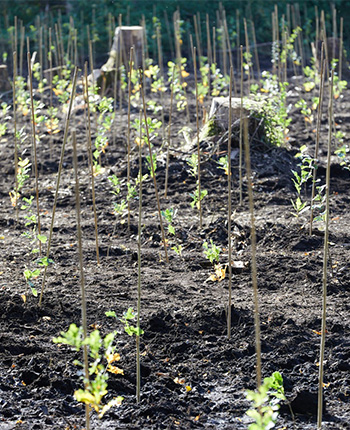 Eine landwirtschaftliche Fläche mit vielen jungen Pflanzen, die von dünnen Stäben gestützt werden. Der Boden ist dunkel und uneben, mit einigen kleinen Pflanzen, die aus dem Erdreich wachsen. Im Hintergrund sind weitere Pflanzen sichtbar, die in Reihen angeordnet sind.