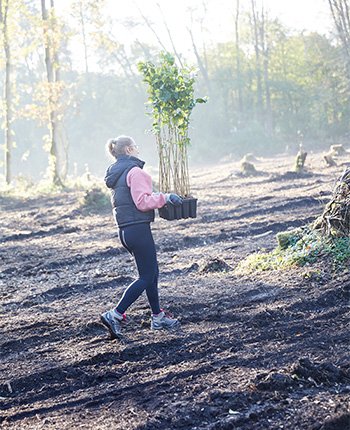Eine Person in sportlicher Kleidung trägt eine Schale mit jungen Pflanzen durch einen Wald. Der Boden ist uneben und zeigt Spuren von Rodung, während die Sonne durch die Bäume scheint.